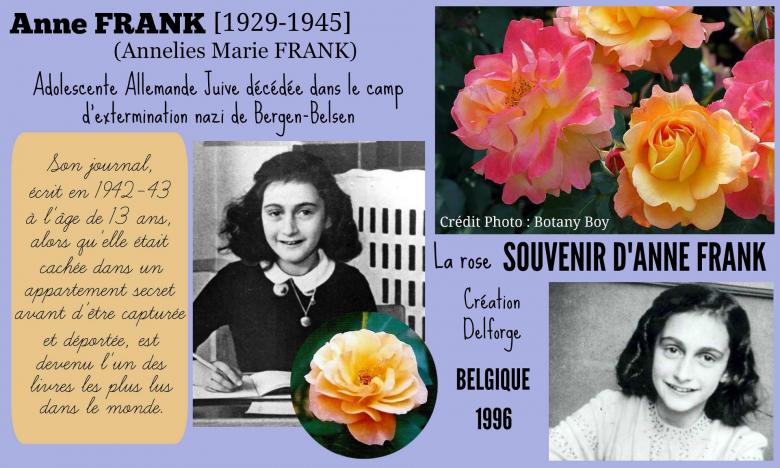 Rose souvenir d anne frank hippolyte delforge belgique 1960 roses passion 2j