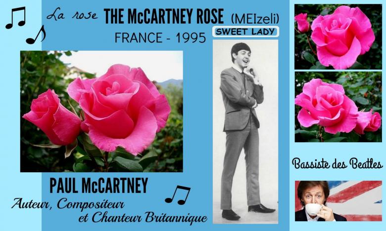 Rose the mccartney rose meizeli paul mccartney sweet lady meilland france 1995 roses passion 2j