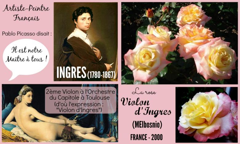Rose violon d ingres meibosnio meilland france 2000 roses passion 2j