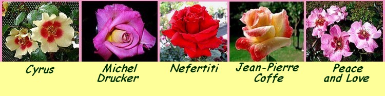 Serie 12 roses cyrus michel drucker nefertiti jean pierre coffe peace and love roses passion
